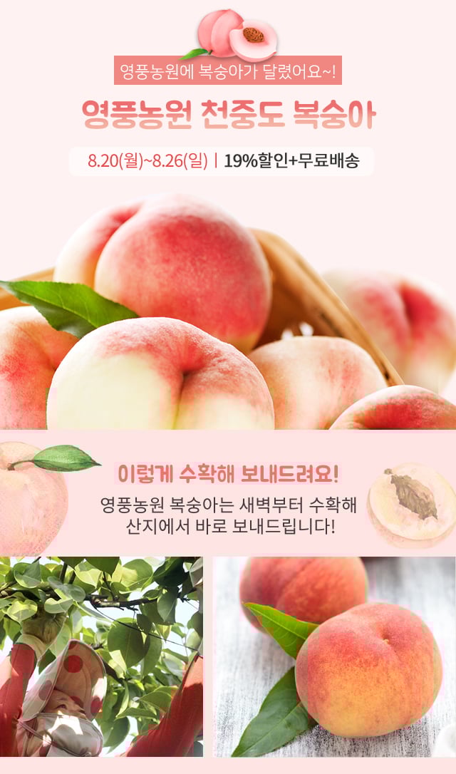 영풍농원 천중도 복숭아