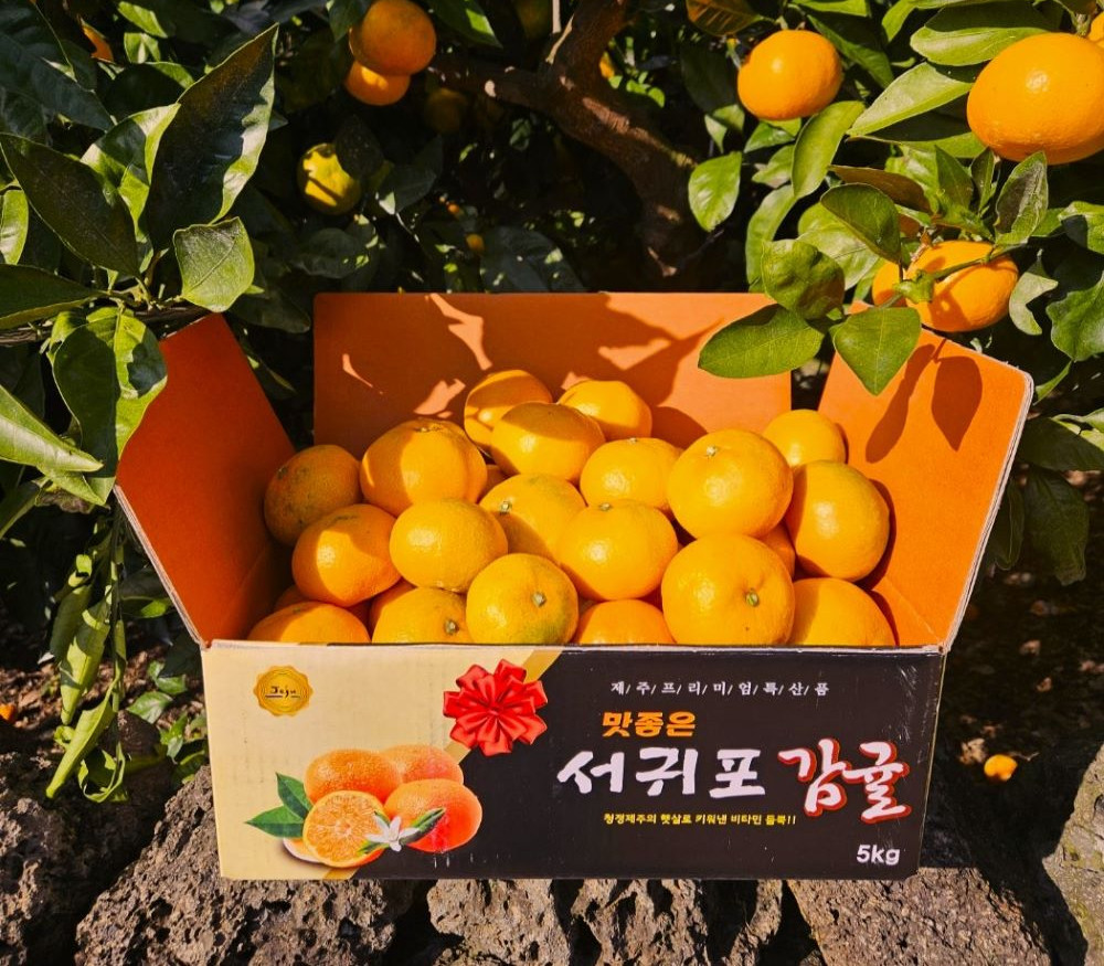 제주 감귤 노지 유라 조생귤 3kg 5kg 산지직송 | 유진팡 | 꽃피는아침마을