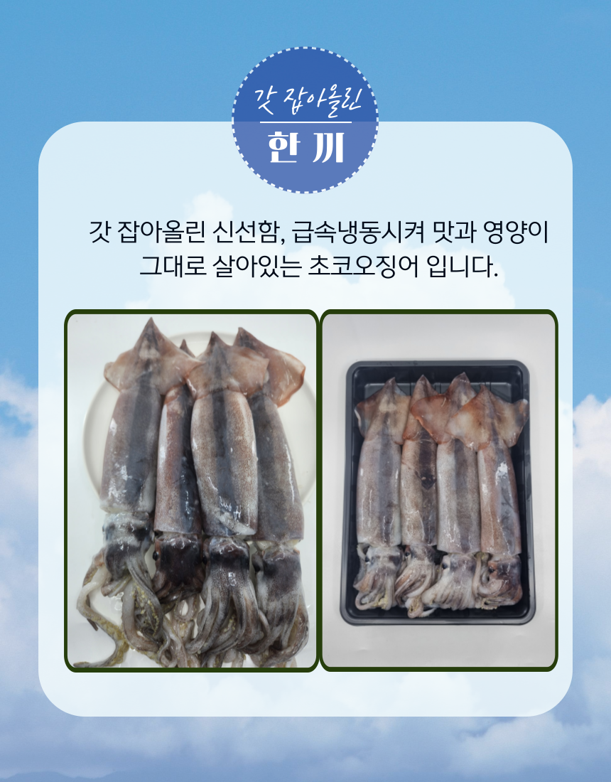 국산 초코오징어 4미,5미 급냉850g 내외 | 목포 수산물 명가_해담수산 | 꽃피는아침마을 [꽃피는 아침마을] 국산 초코오징어 4미,5미 급냉850g... 